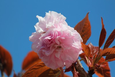 関山桜